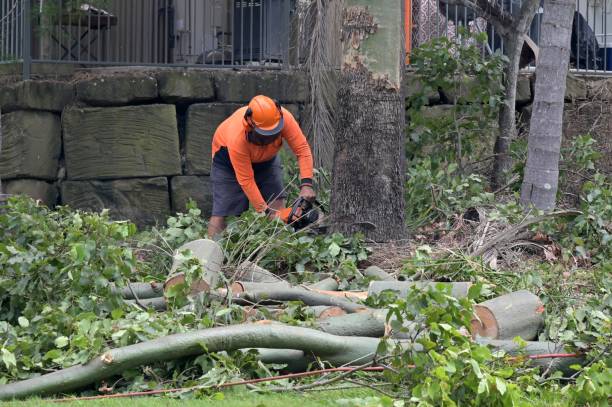 Large Tree Removal in Piney, AR